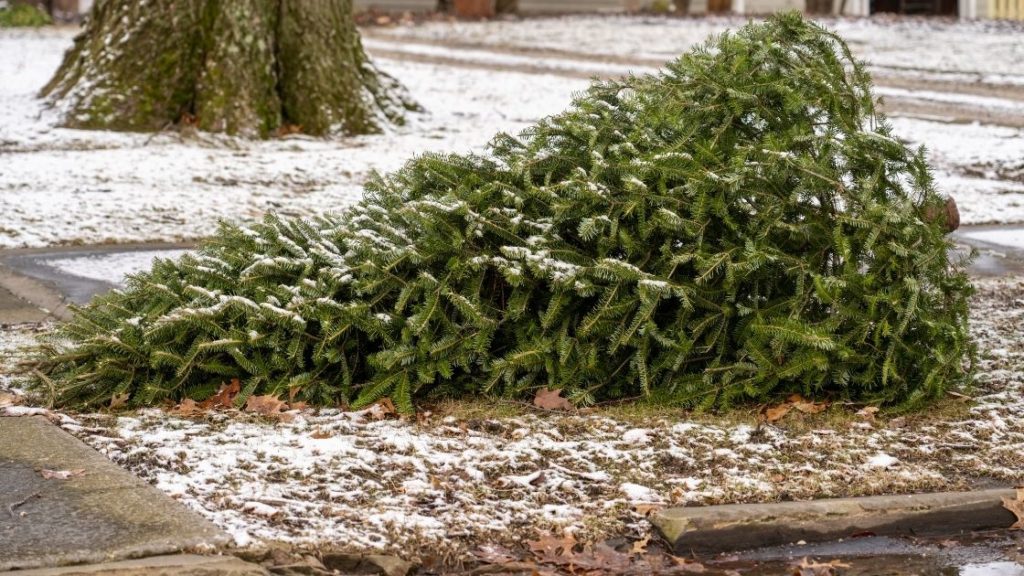 When and how to put out your Christmas tree for collection
